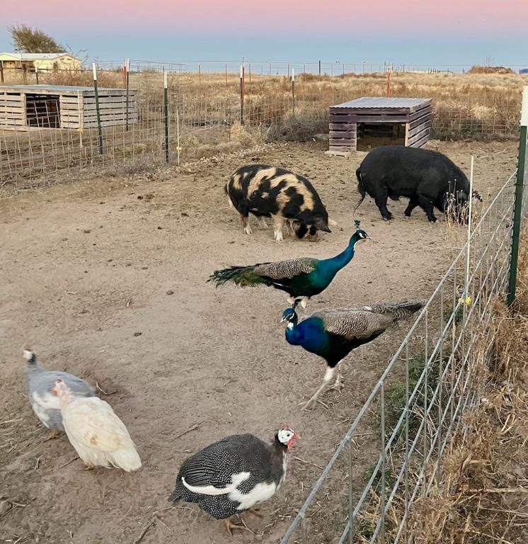 Pigs and birds on the Beasts of Oden farm