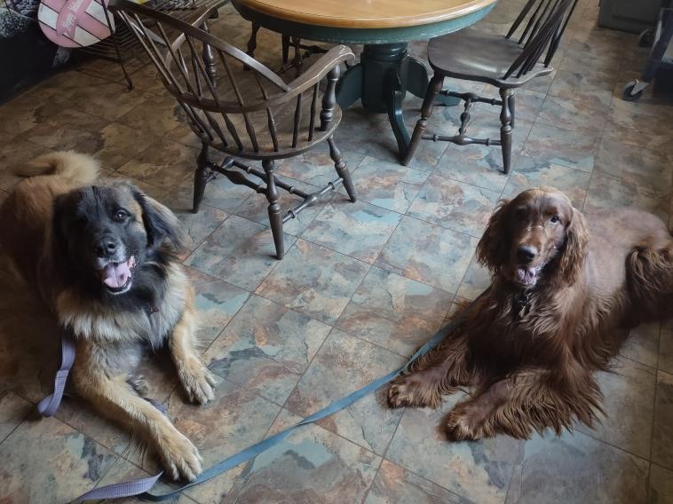 Two dogs sitting on leash during obedience work